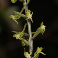 Habenaria dolichostachya Thwaites